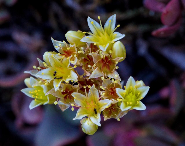 Sedum oregonense 15-1490.jpg